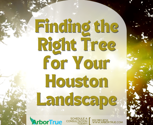 Finding the Right Tree for Your Houston Landscape