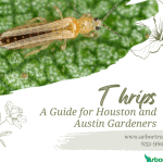 Thrips A Guide for Houston and Austin Gardeners