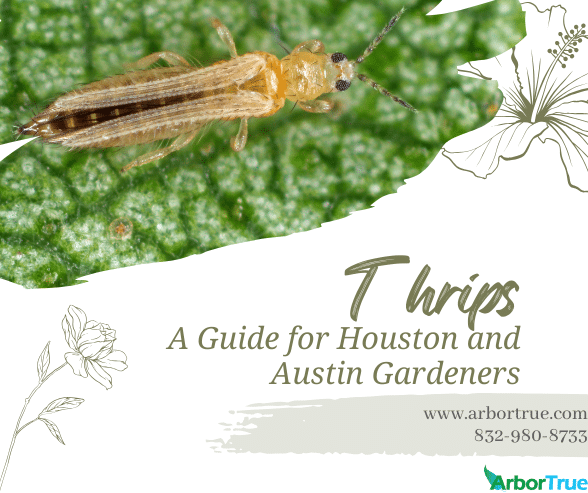 Thrips A Guide for Houston and Austin Gardeners