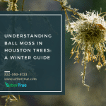 Understanding Ball Moss in Houston Trees A Winter Guide