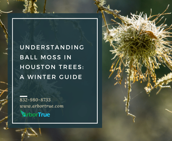 Understanding Ball Moss in Houston Trees A Winter Guide