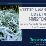 Winter Lawn Care in Houston Managing Your Yard's Tre and Grass Ecosystem