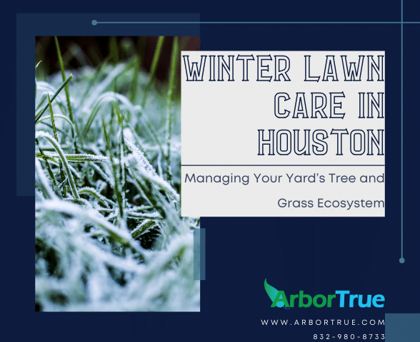 Winter Lawn Care in Houston Managing Your Yard's Tre and Grass Ecosystem