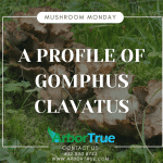 A Profile of Gomphus Clavatus