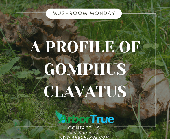 A Profile of Gomphus Clavatus