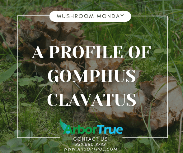 A Profile of Gomphus Clavatus