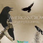 American Crows Anything But Ordinary