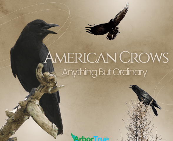American Crows Anything But Ordinary
