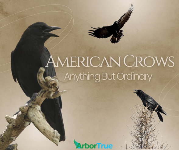 American Crows Anything But Ordinary