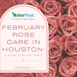 February rose care in Houston a guide to winter tasks