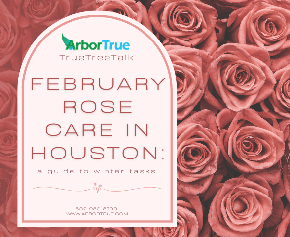 February rose care in Houston a guide to winter tasks