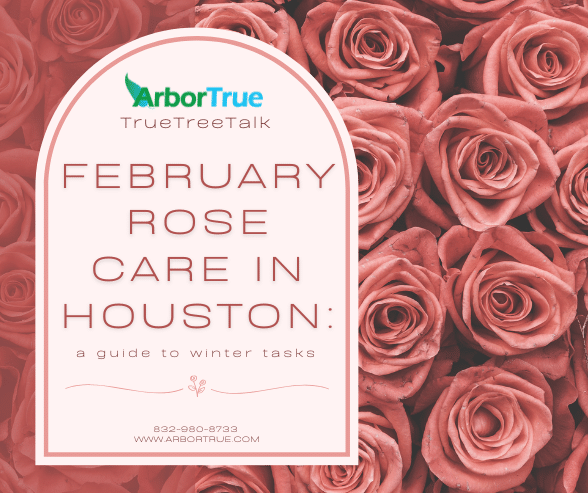 February rose care in Houston a guide to winter tasks