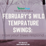 February's Wild Temperature Swings How your trees respond