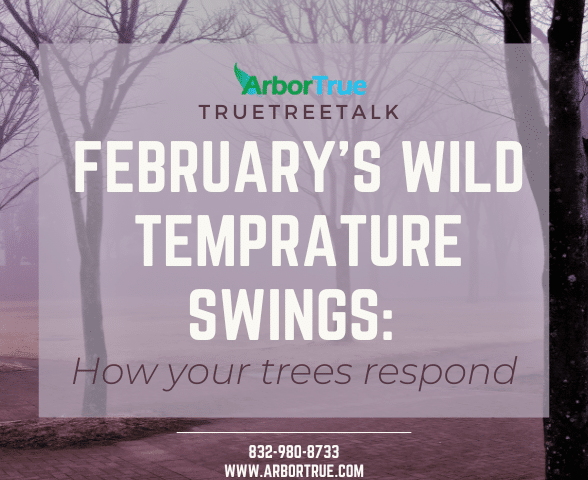 February's Wild Temperature Swings How your trees respond