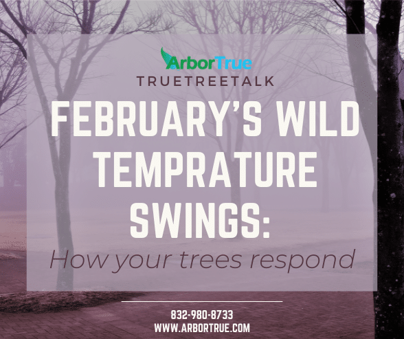 February's Wild Temperature Swings How your trees respond