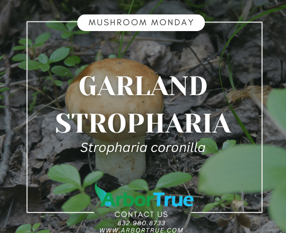Mushroom Monday Garland Stropharia (Stropharia coronilla)