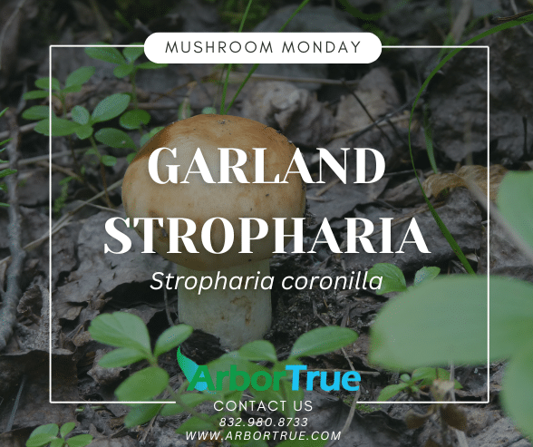 Mushroom Monday Garland Stropharia (Stropharia coronilla)