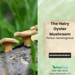 Mushroom Monday The Hairy Oyster Mushroom (Panus neostrigosus)