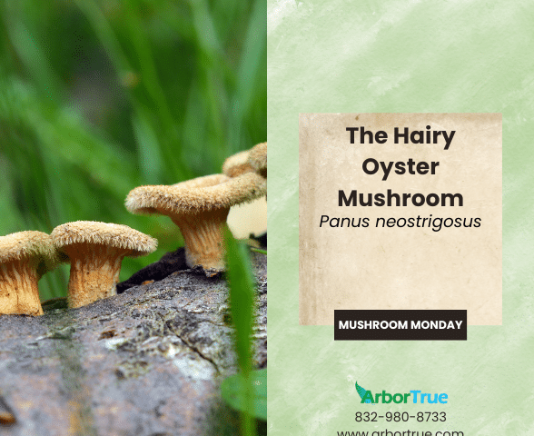 Mushroom Monday The Hairy Oyster Mushroom (Panus neostrigosus)