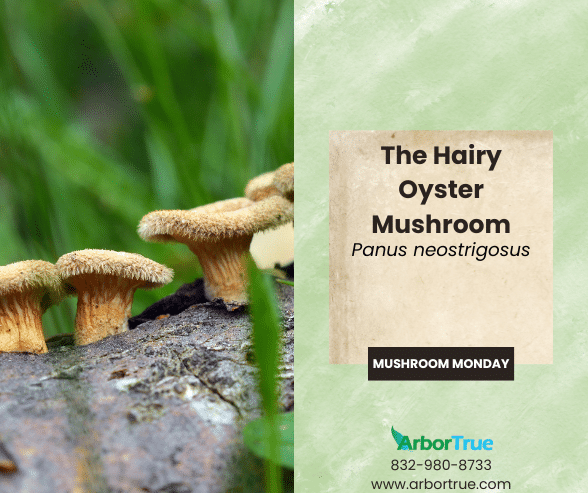 Mushroom Monday The Hairy Oyster Mushroom (Panus neostrigosus)