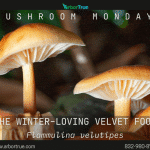 Mushroom Monday Velvet Foot Mushroom Flammulina velutipes