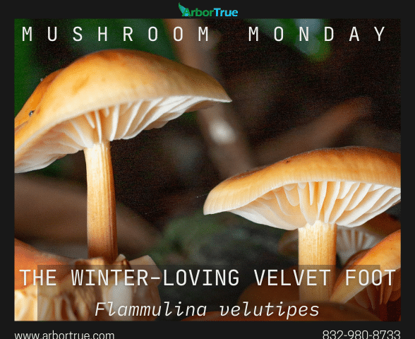 Mushroom Monday Velvet Foot Mushroom Flammulina velutipes