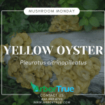 Mushroom Monday Yellow Oyster Pleurotus Citrinopileatus (1)