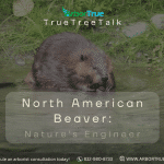 North American Beaver Nature's Engineer