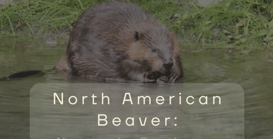 North American Beaver Nature's Engineer