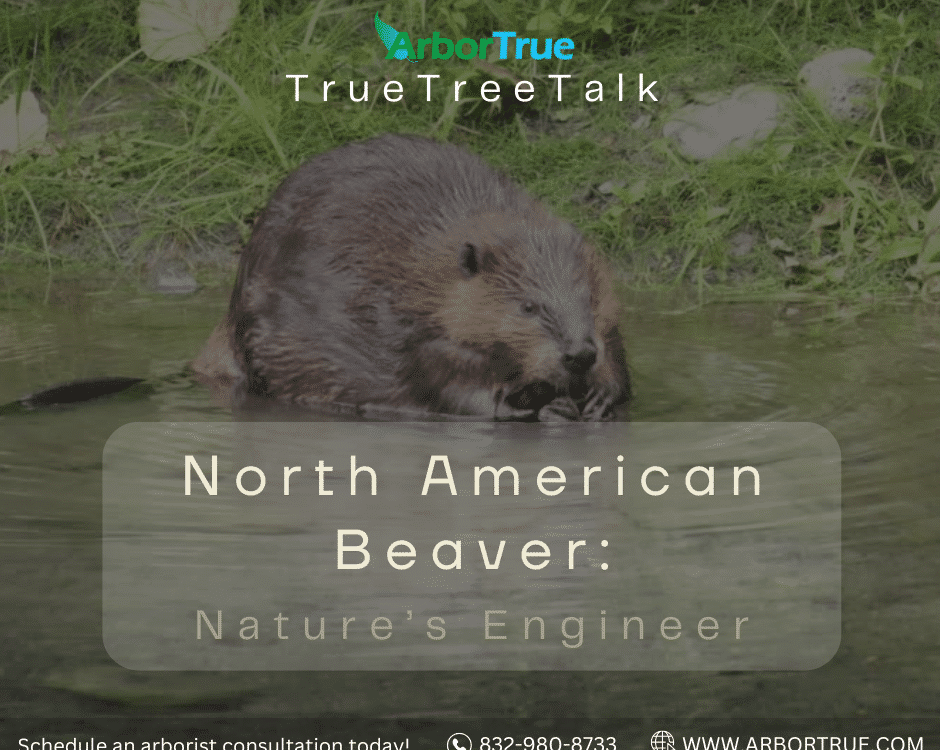 North American Beaver Nature's Engineer