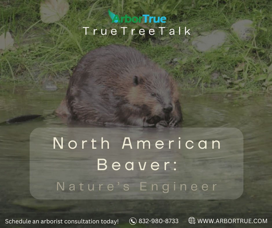 North American Beaver Nature's Engineer