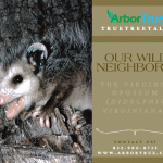 Our Wild Neighbors The Virginia Opossum (Didelphis Virginiana)