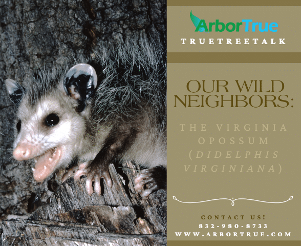 Our Wild Neighbors The Virginia Opossum (Didelphis Virginiana)