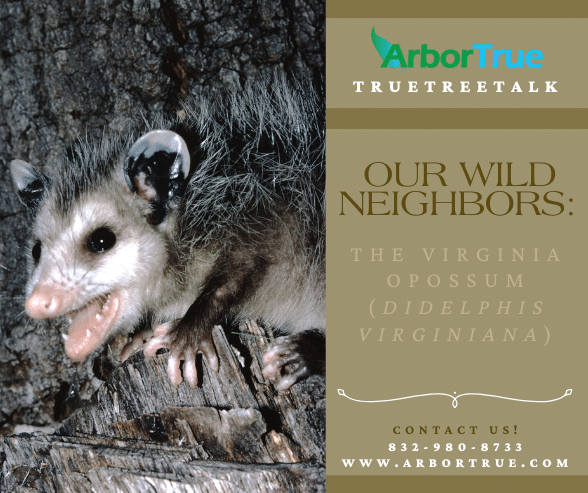 Our Wild Neighbors The Virginia Opossum (Didelphis Virginiana)