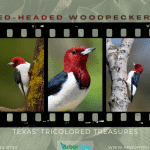Red-Headed Woodpeckers Texas's Tricolored Treasures