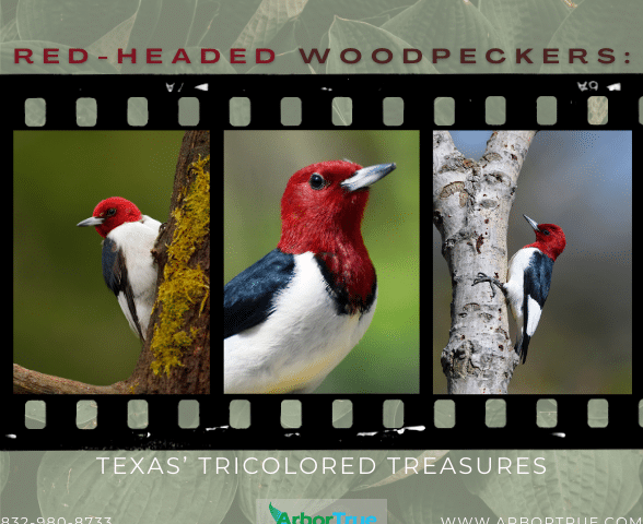 Red-Headed Woodpeckers Texas's Tricolored Treasures