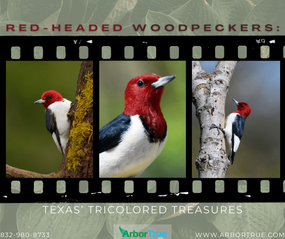 Red-Headed Woodpeckers Texas's Tricolored Treasures