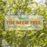 The Neem Tree: A Profile of Azadirachta indica