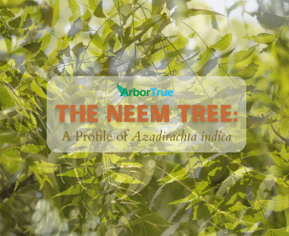 The Neem Tree: A Profile of Azadirachta indica