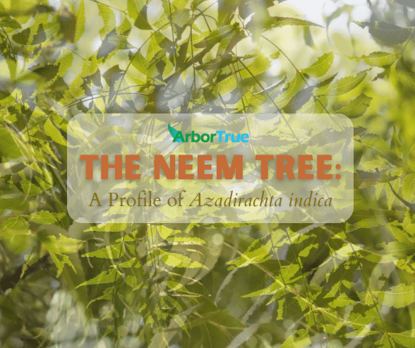The Neem Tree: A Profile of Azadirachta indica