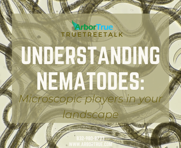 Understanding Nematodes Microscopic players in your landscape
