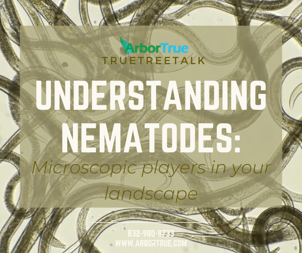 Understanding Nematodes Microscopic players in your landscape