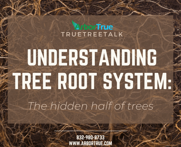 Understanding Tree Root Systems The Hidden Half of Trees