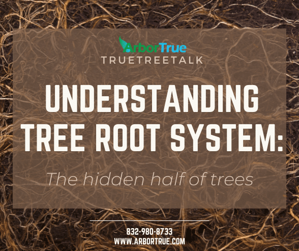 Understanding Tree Root Systems The Hidden Half of Trees