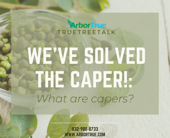 We've Solved The Caper! What Are Capers