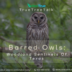 Barred Owls Woodland Sentinels of Texas