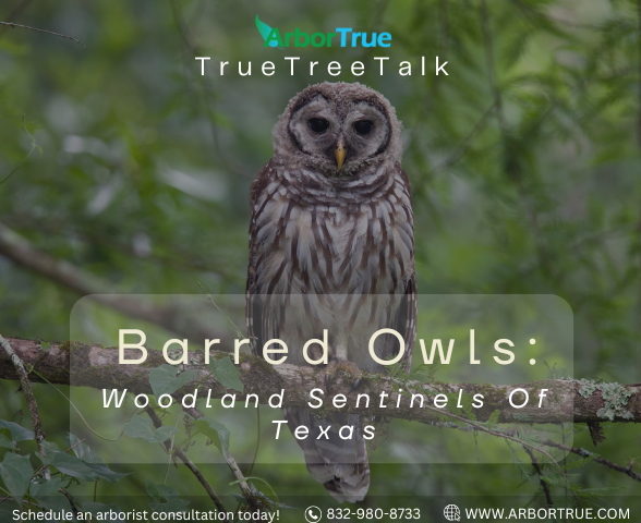 Barred Owls Woodland Sentinels of Texas