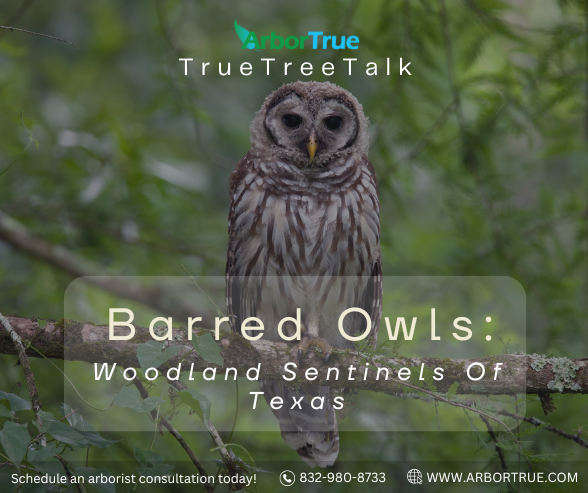 Barred Owls Woodland Sentinels of Texas