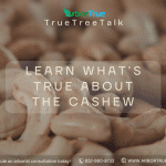 Learn What's True About The Cashew
