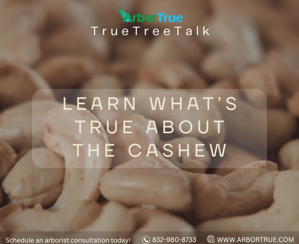 Learn What's True About The Cashew